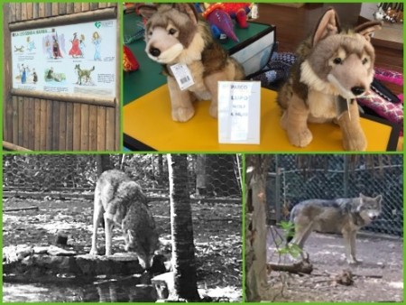 318 Roma zoo, Wolves have been worshiped since Roman times and are now protected by EU law